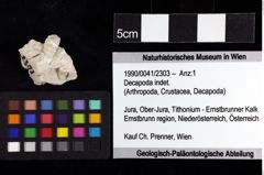 Foto (Objket + Etiketten) von Decapoda indet. 